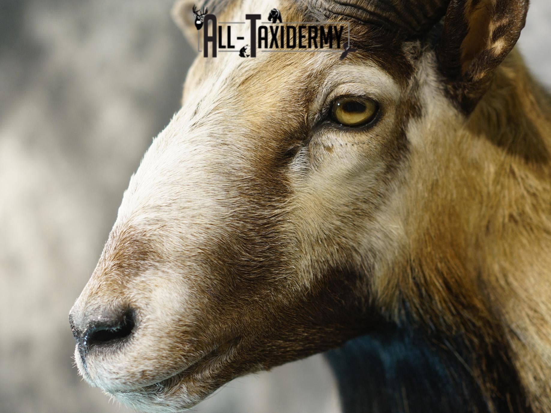 Mouflon sheep taxidermy shoulder mount for sale SKU 2191 - Image 4