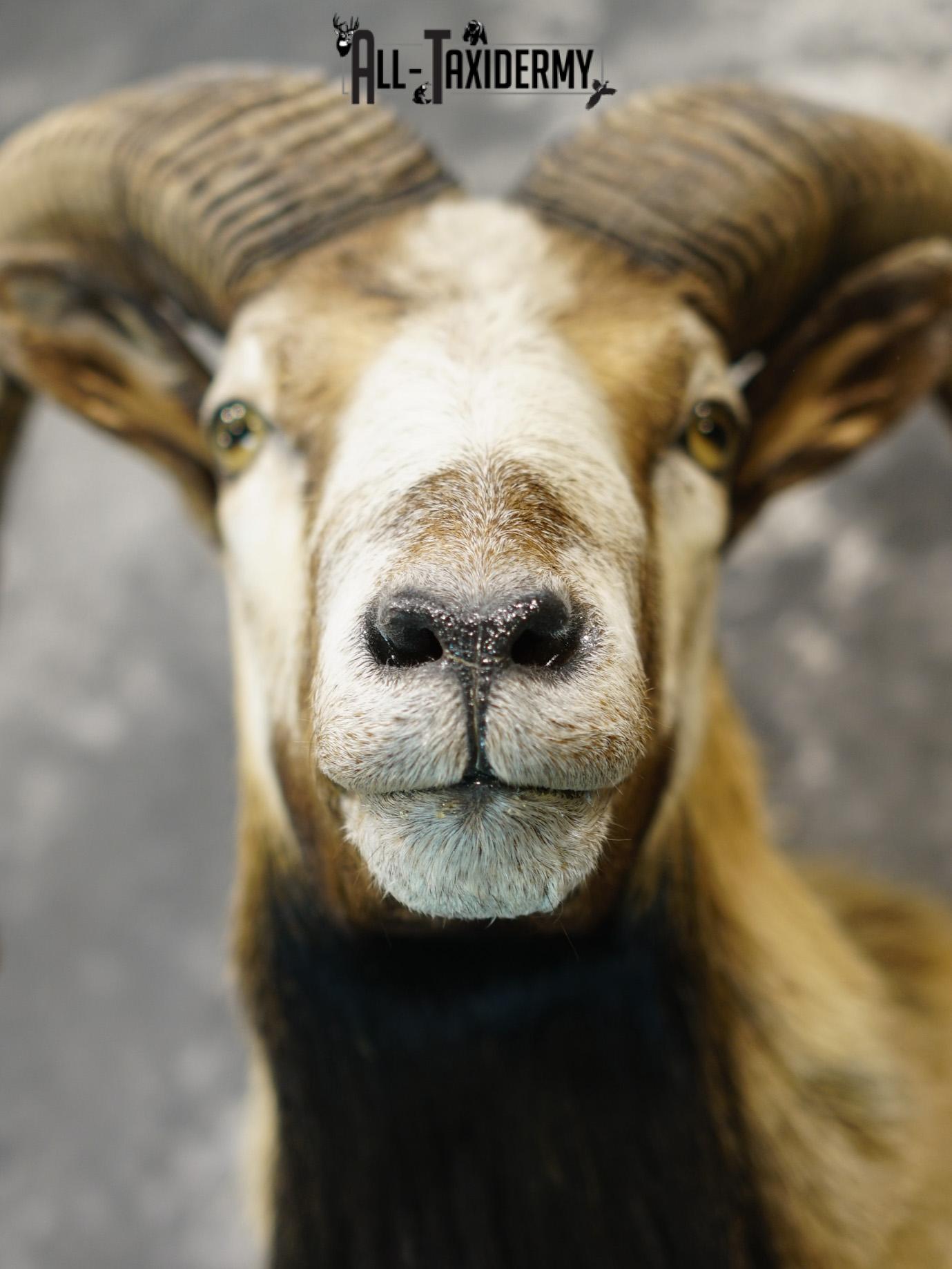 Mouflon sheep taxidermy shoulder mount for sale SKU 2191 - Image 3