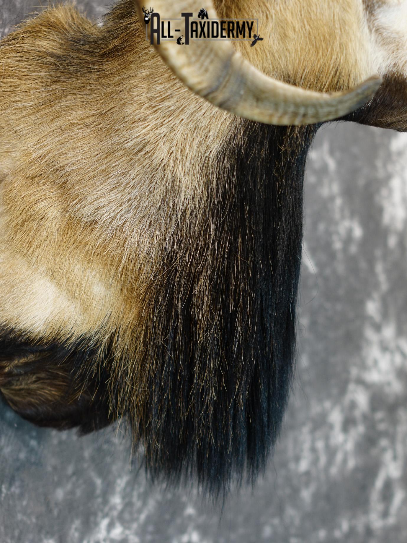 Mouflon sheep taxidermy shoulder mount for sale SKU 2191 - Image 2