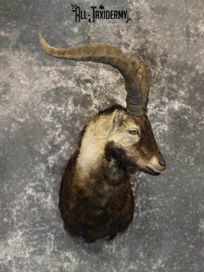 Gredos ibex taxidermy shoulder mount for sale SKU 2193