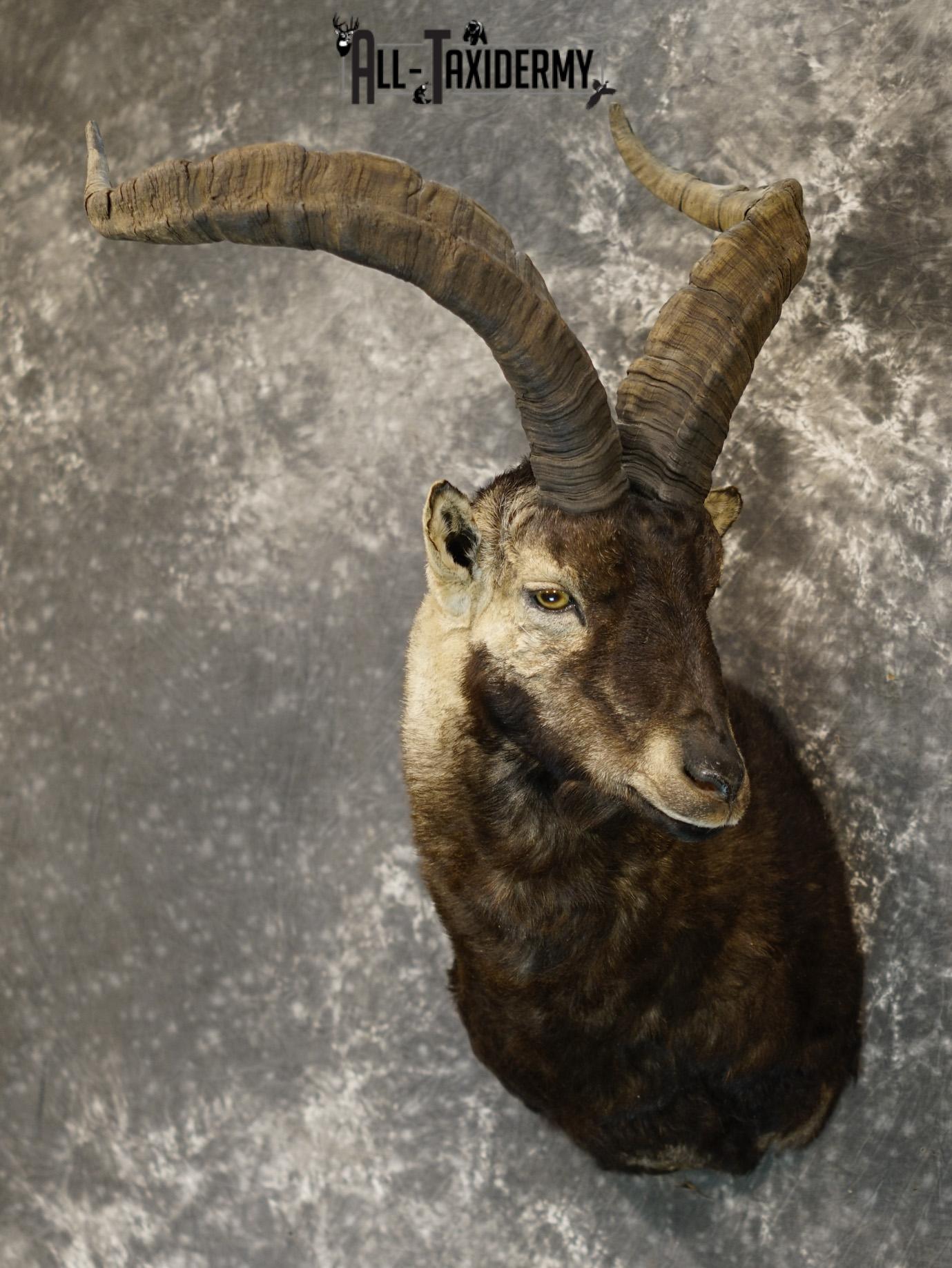 Gredos ibex taxidermy shoulder mount for sale SKU 2193 - Image 8