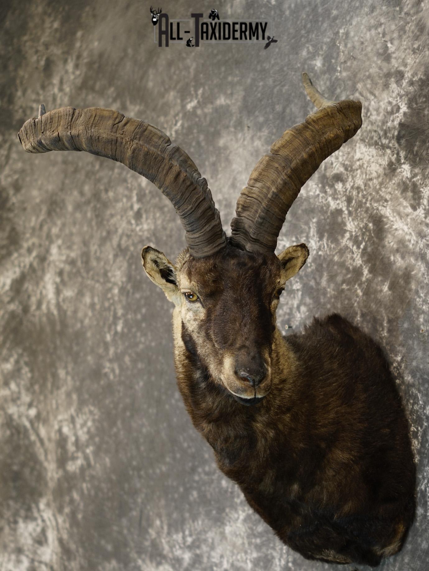 Gredos ibex taxidermy shoulder mount for sale SKU 2193 - Image 7