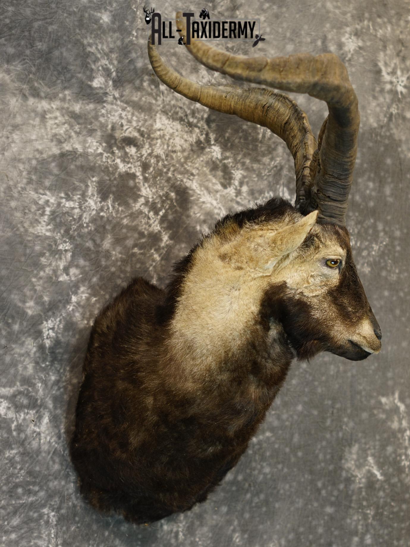 Gredos ibex taxidermy shoulder mount for sale SKU 2193 - Image 6
