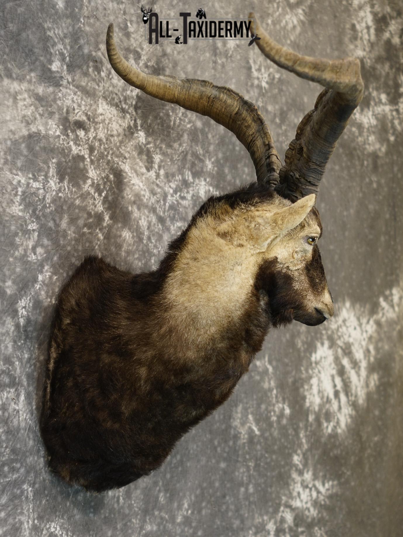 Gredos ibex taxidermy shoulder mount for sale SKU 2193 - Image 5