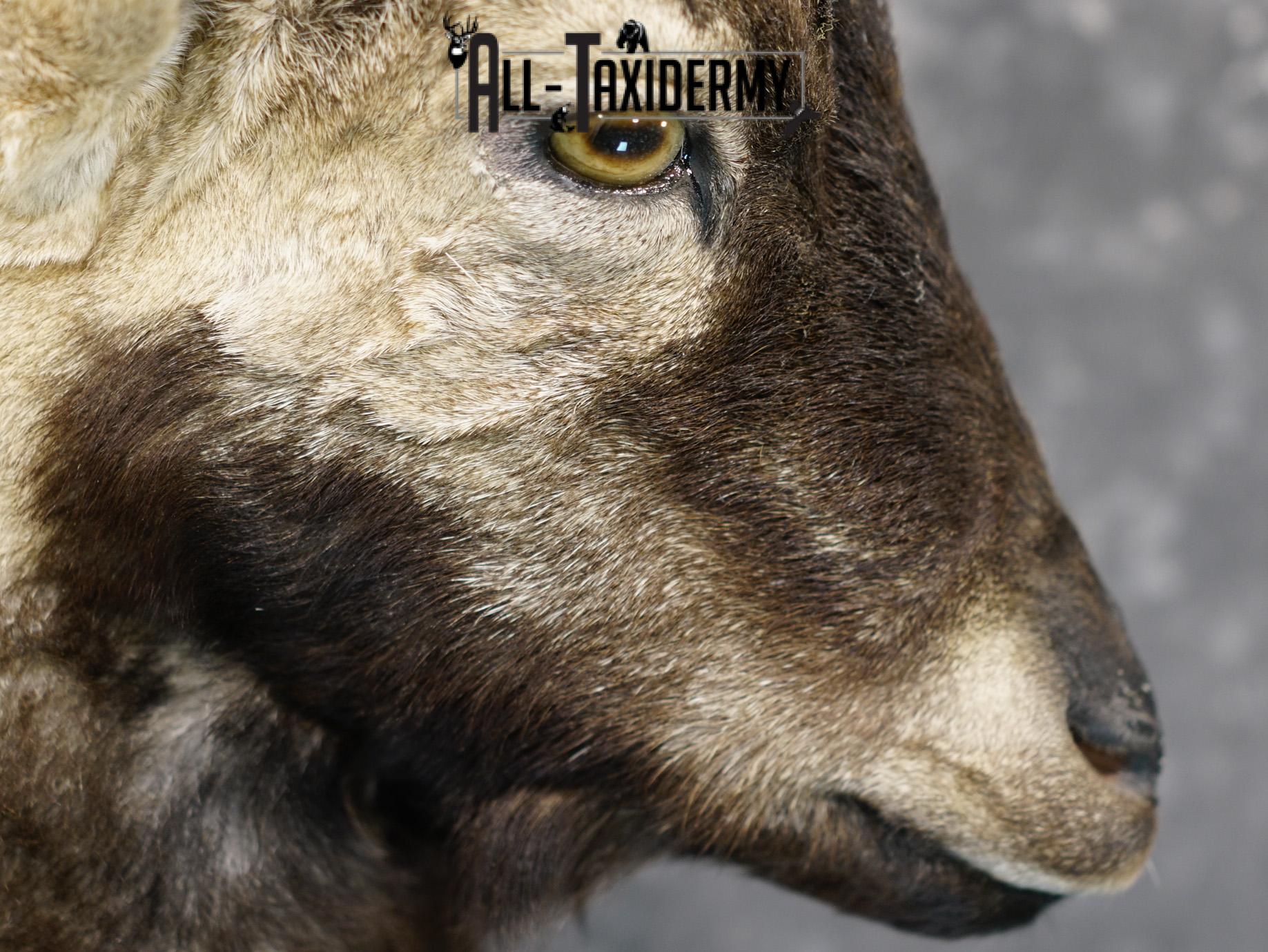 Gredos ibex taxidermy shoulder mount for sale SKU 2193 - Image 4