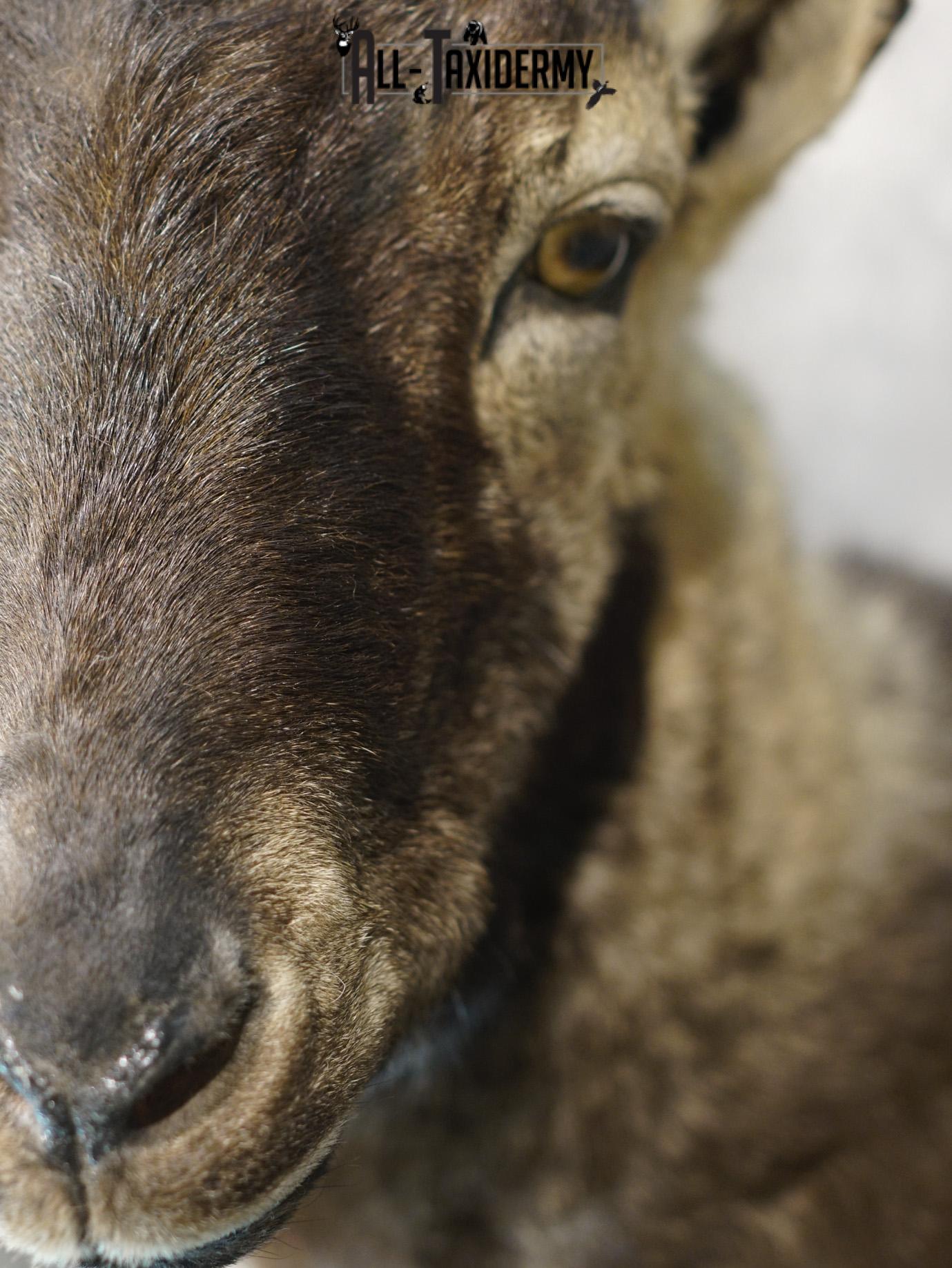 Gredos ibex taxidermy shoulder mount for sale SKU 2193 - Image 3