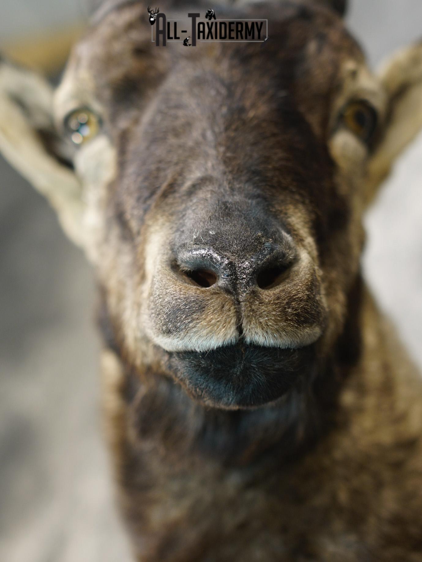 Gredos ibex taxidermy shoulder mount for sale SKU 2193 - Image 2