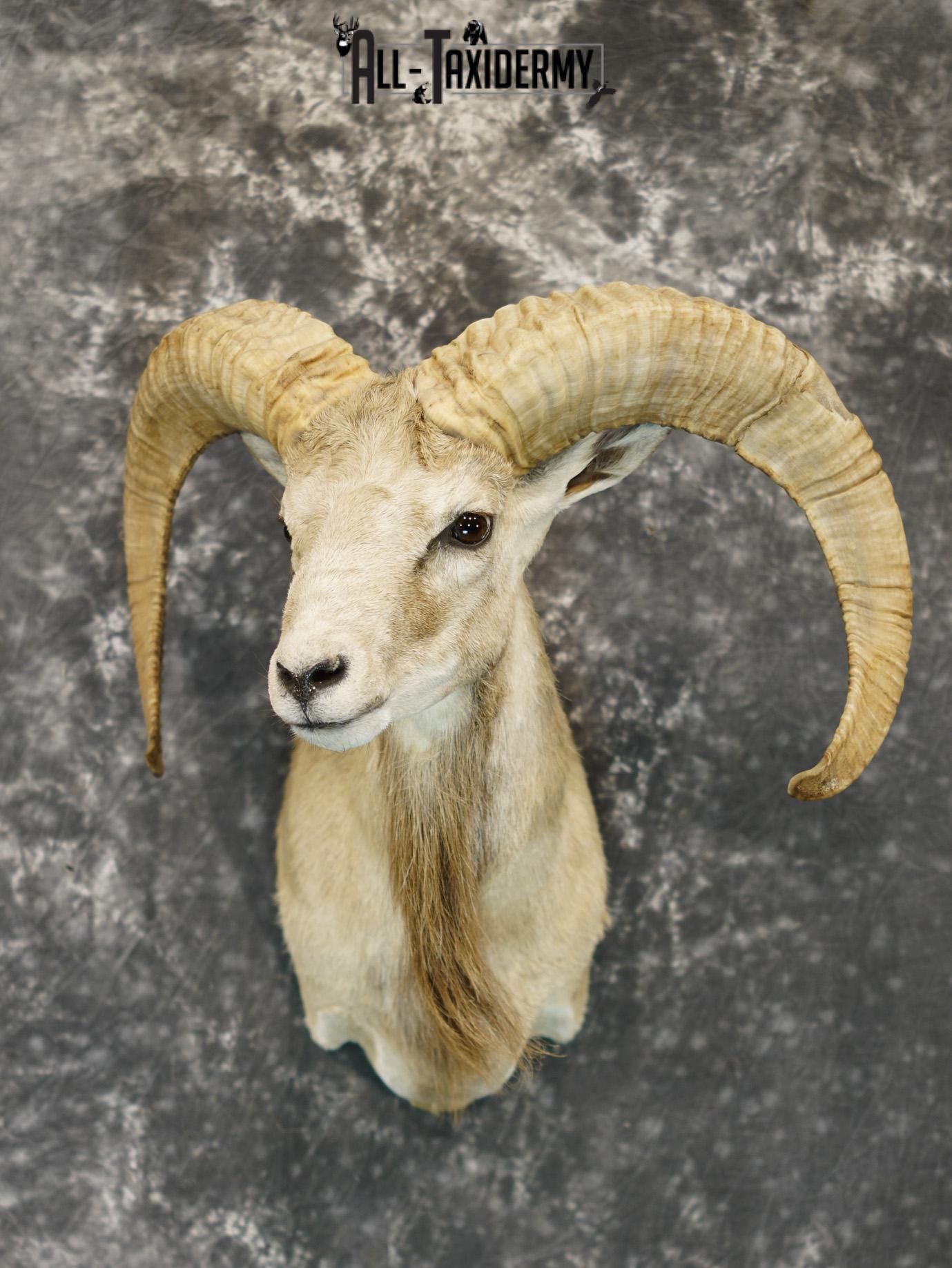 Mouflon sheep taxidermy shoulder mount for sale SKU 2190