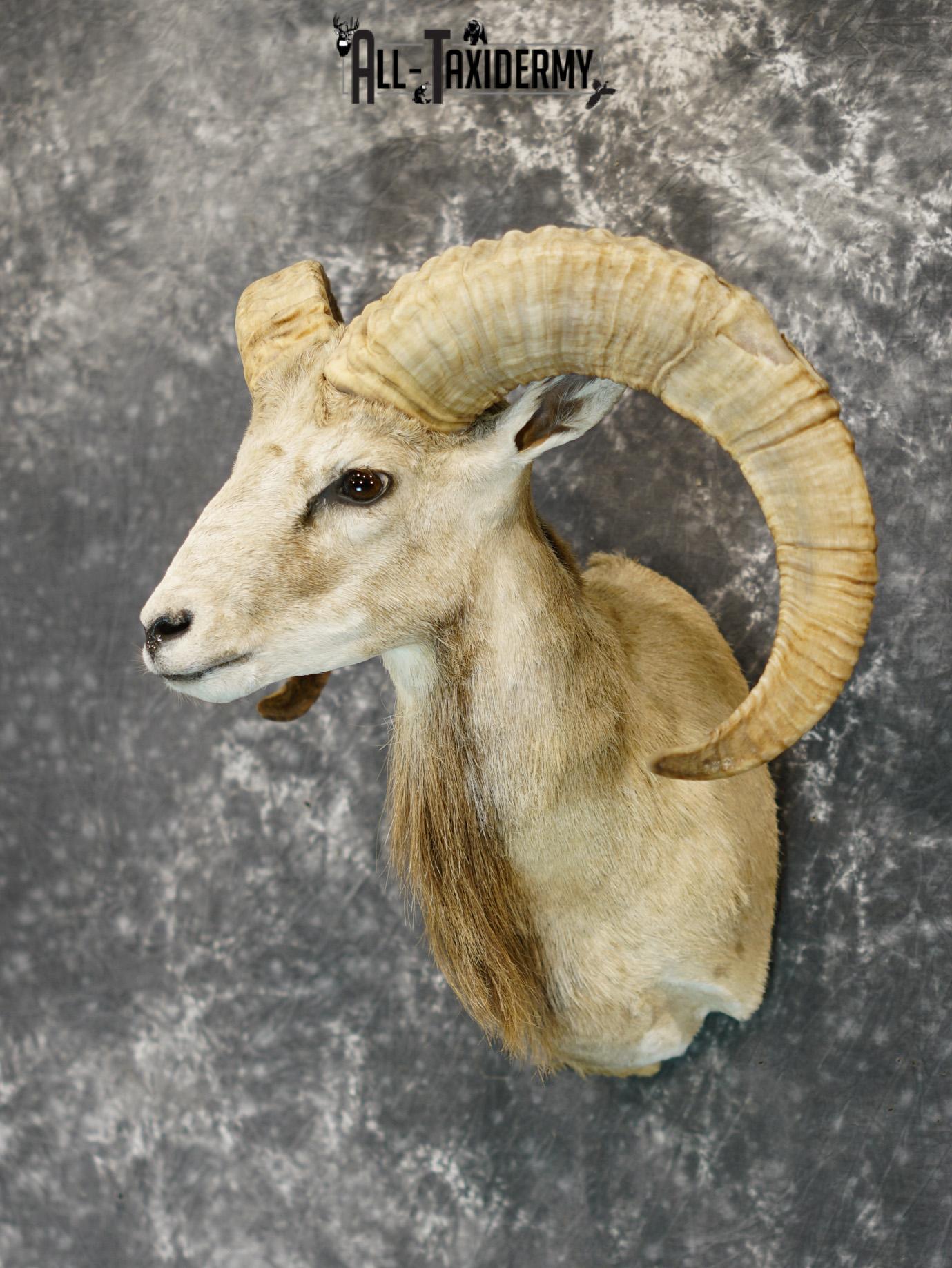 Mouflon sheep taxidermy shoulder mount for sale SKU 2190 - Image 8