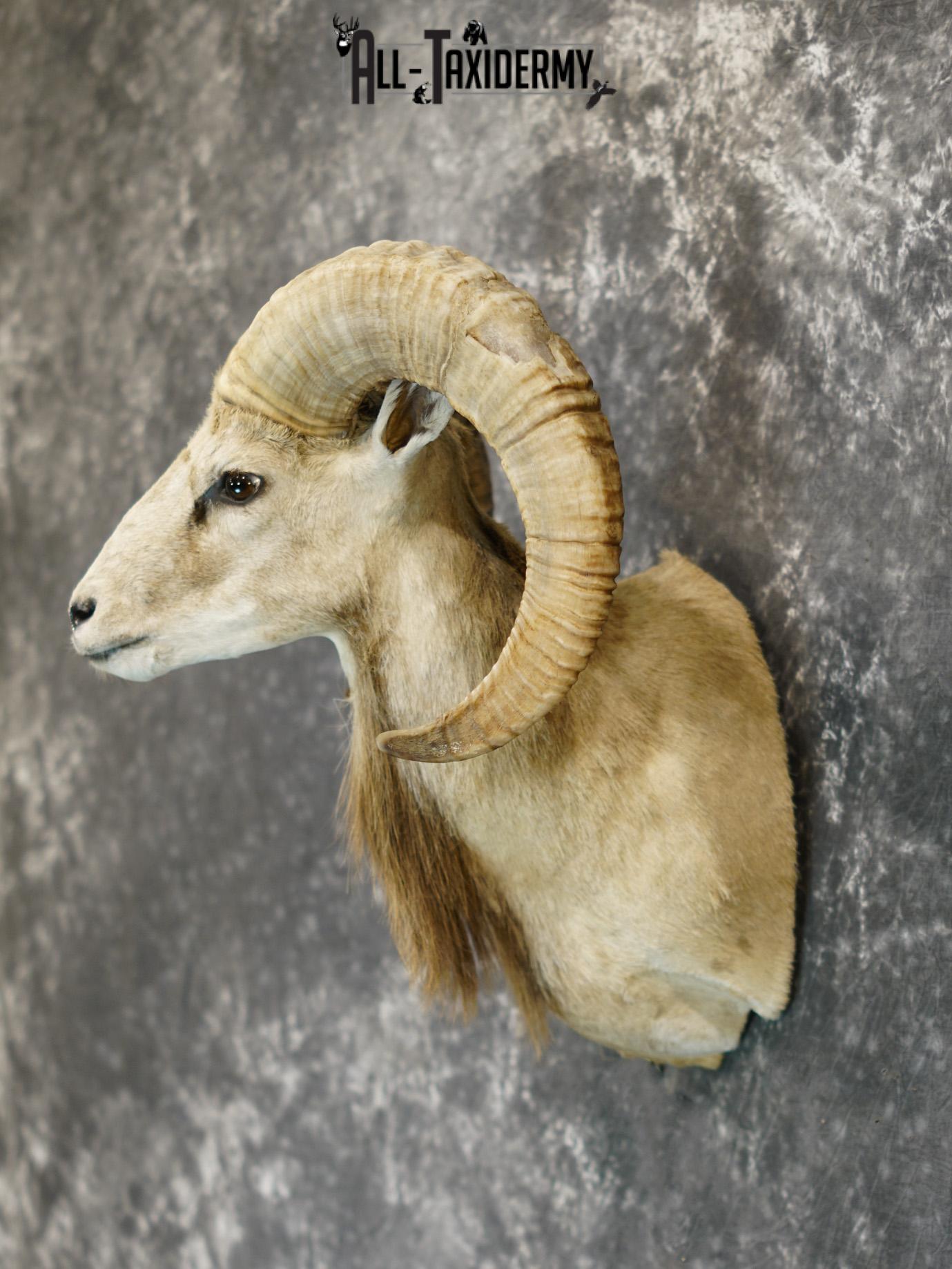Mouflon sheep taxidermy shoulder mount for sale SKU 2190 - Image 7