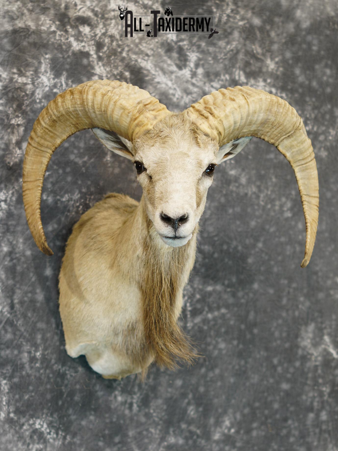 Mouflon sheep taxidermy shoulder mount for sale SKU 2190 - Image 6