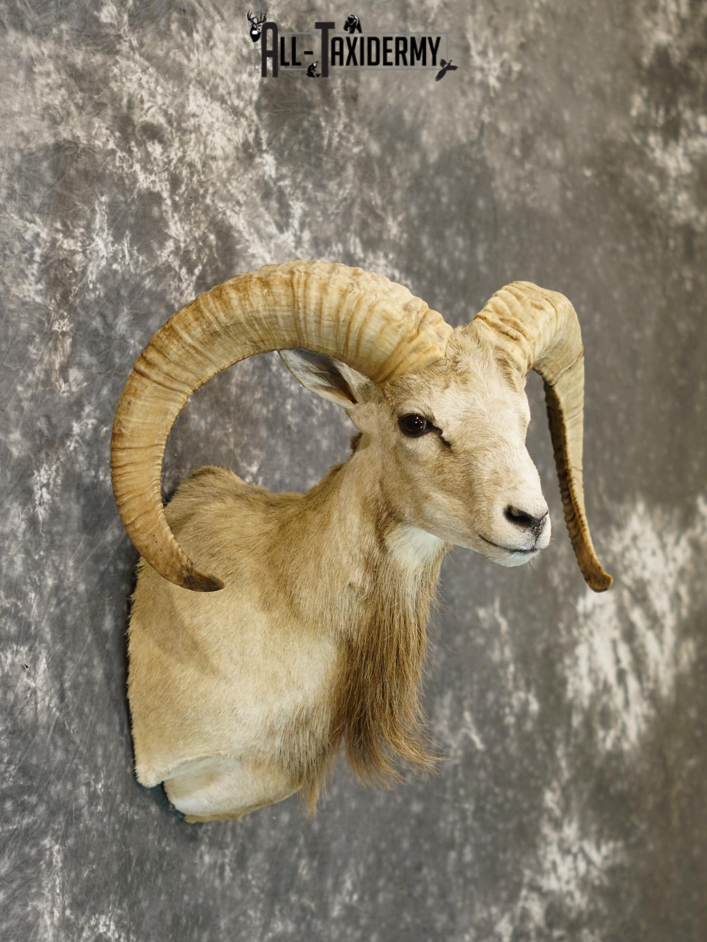 Mouflon sheep taxidermy shoulder mount for sale SKU 2190 - Image 5