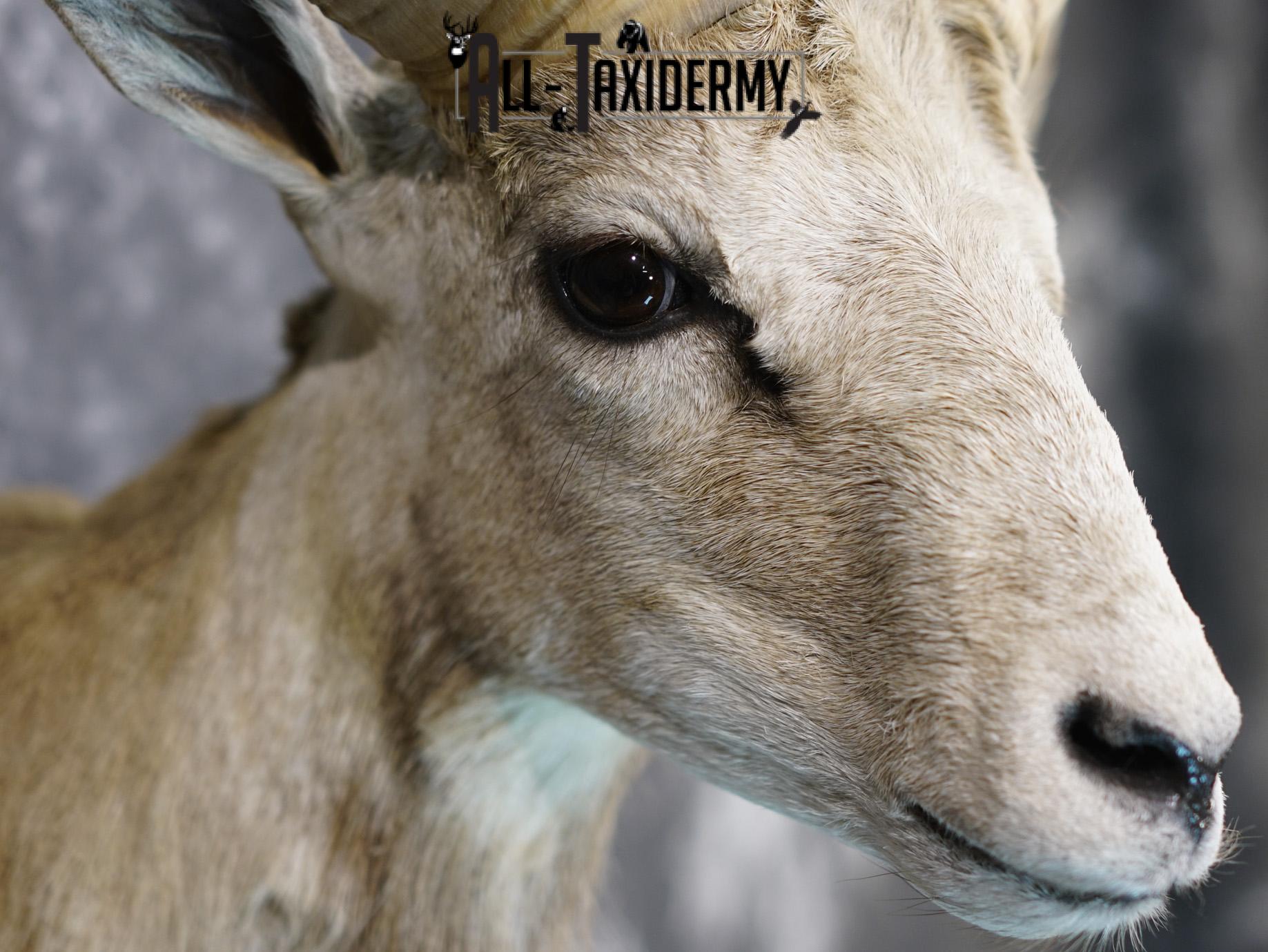 Mouflon sheep taxidermy shoulder mount for sale SKU 2190 - Image 4