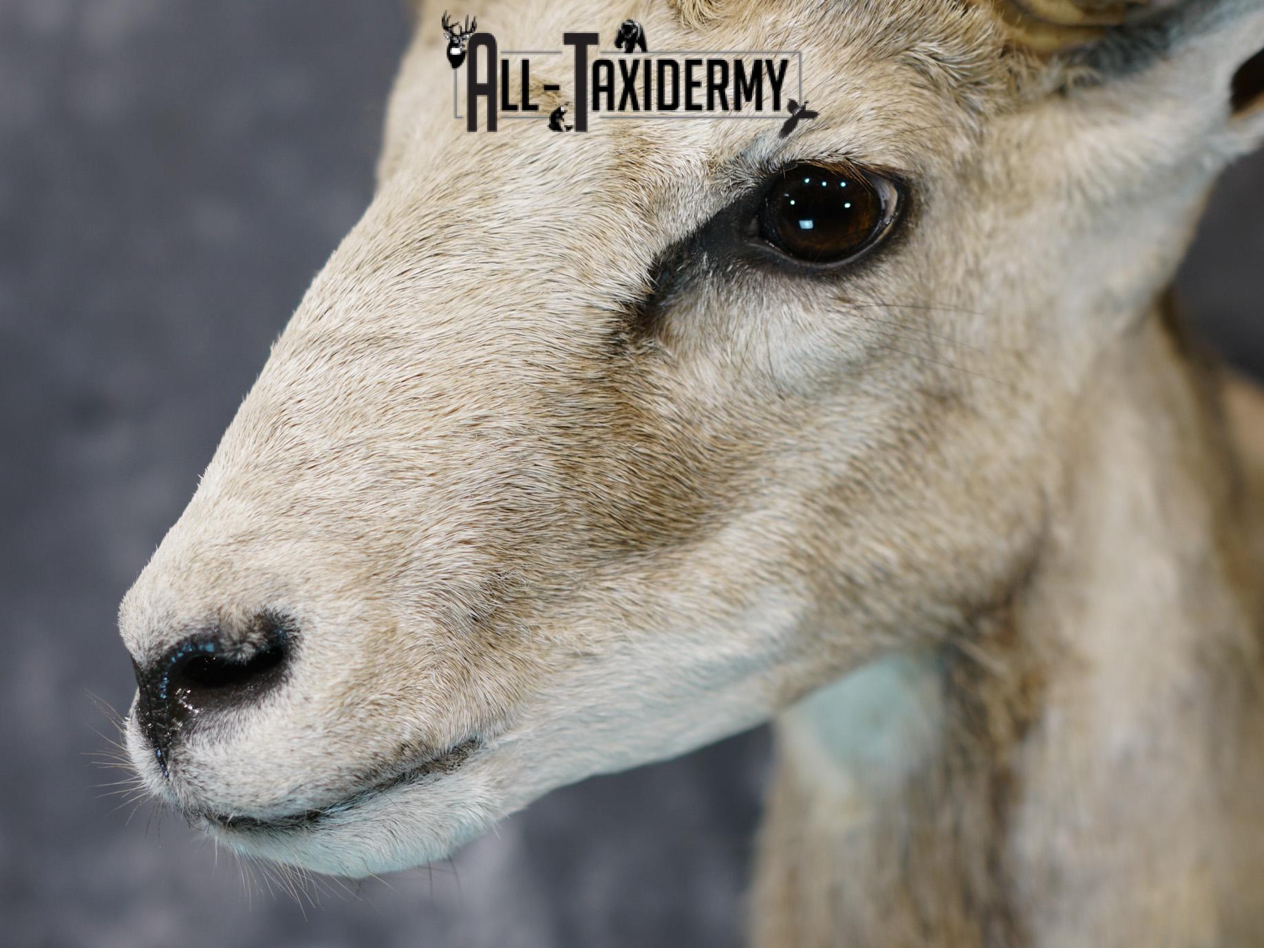 Mouflon sheep taxidermy shoulder mount for sale SKU 2190 - Image 3