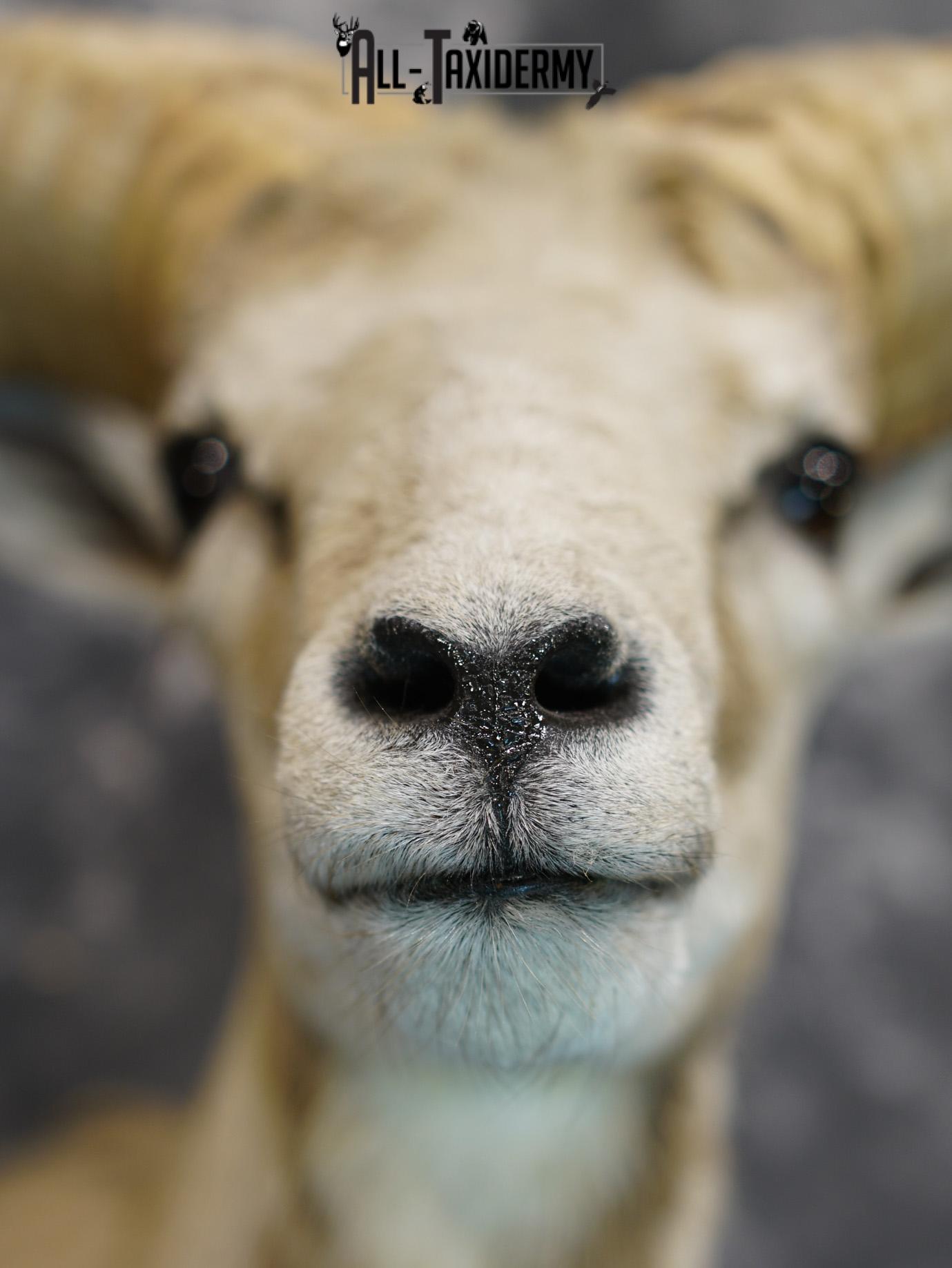 Mouflon sheep taxidermy shoulder mount for sale SKU 2190 - Image 2