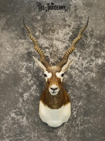 Black Buck Taxidermy Shoulder Mount GOLD for Sale SKU 2207