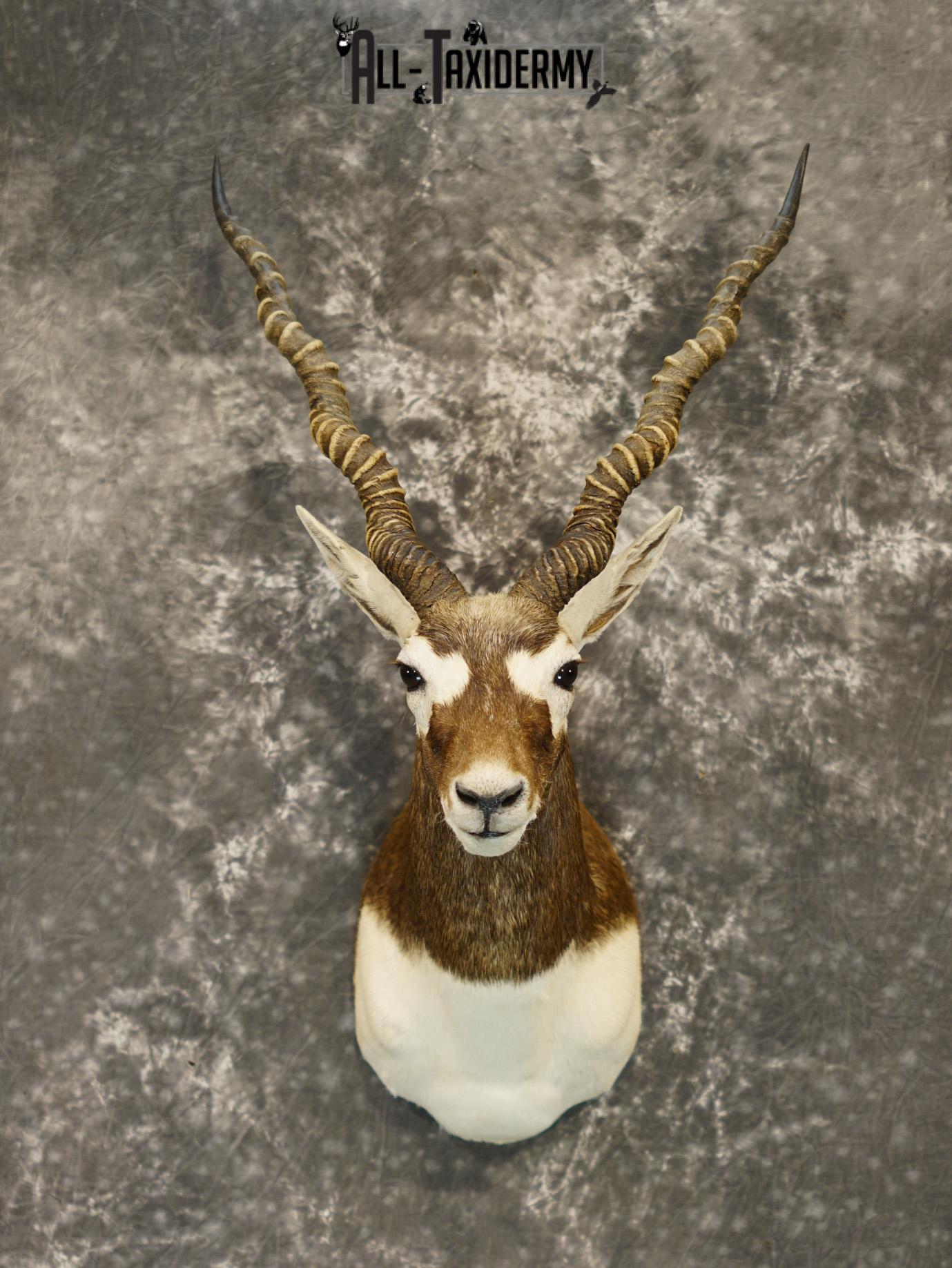 Black Buck Taxidermy Shoulder Mount GOLD for Sale SKU 2207