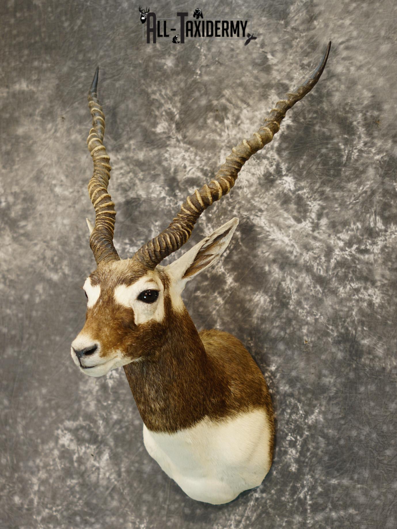 Black Buck Taxidermy Shoulder Mount GOLD for Sale SKU 2207 - Image 9