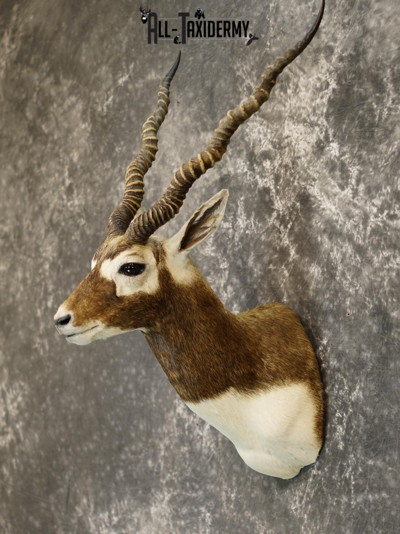Black Buck Taxidermy Shoulder Mount GOLD for Sale SKU 2207 - Image 8