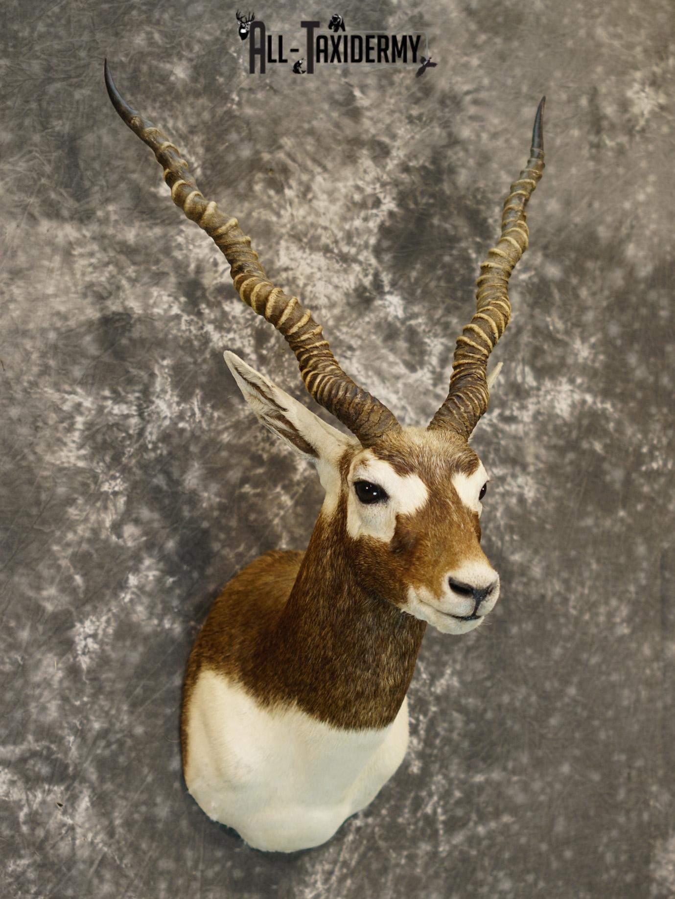 Black Buck Taxidermy Shoulder Mount GOLD for Sale SKU 2207 - Image 7