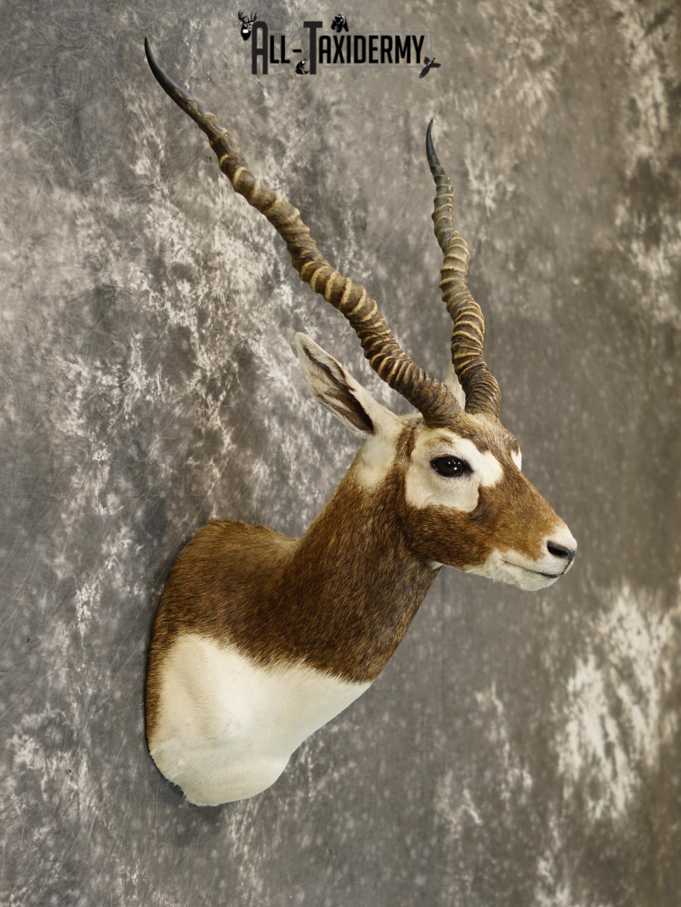 Black Buck Taxidermy Shoulder Mount GOLD for Sale SKU 2207 - Image 6