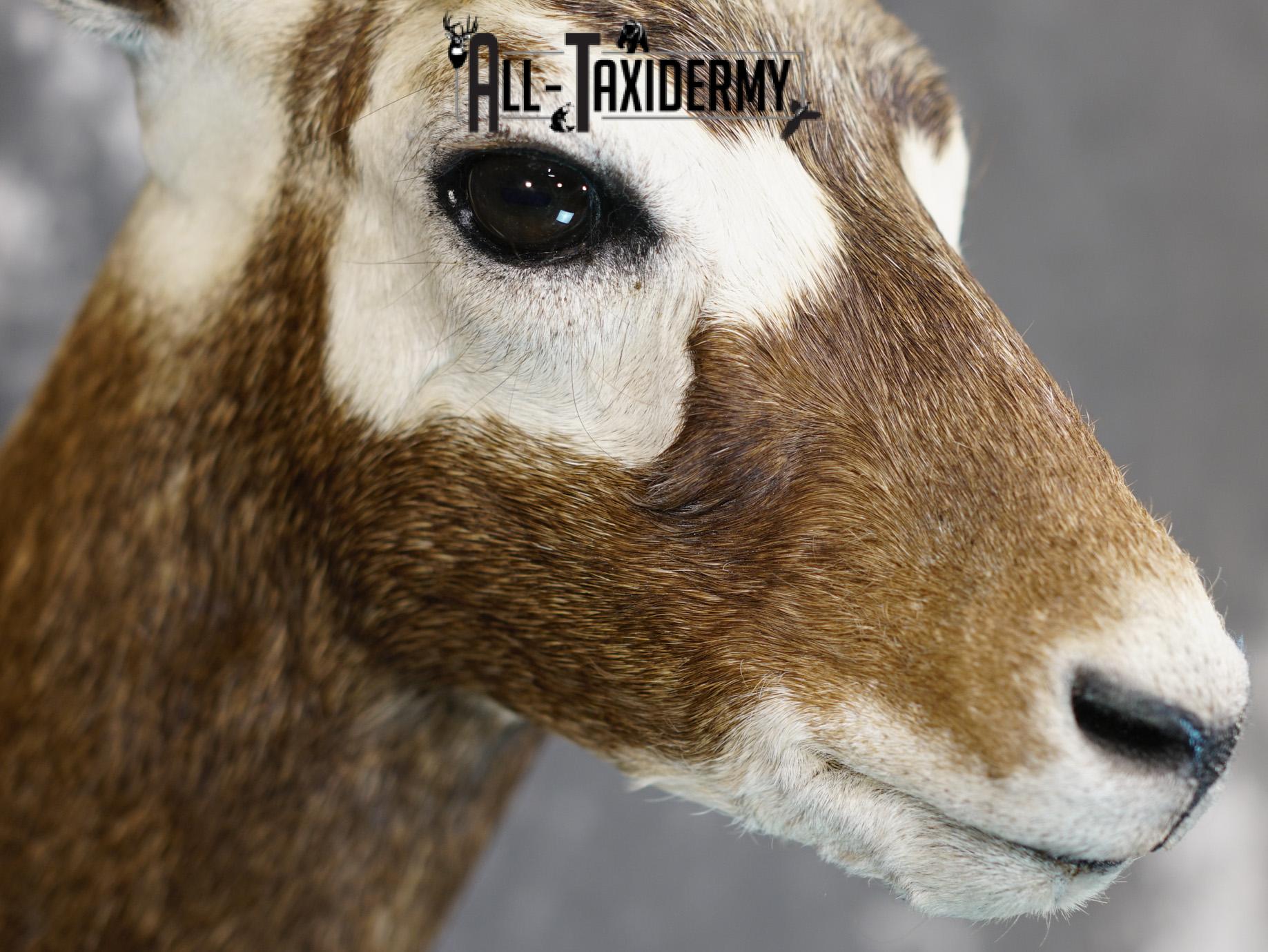 Black Buck Taxidermy Shoulder Mount GOLD for Sale SKU 2207 - Image 5