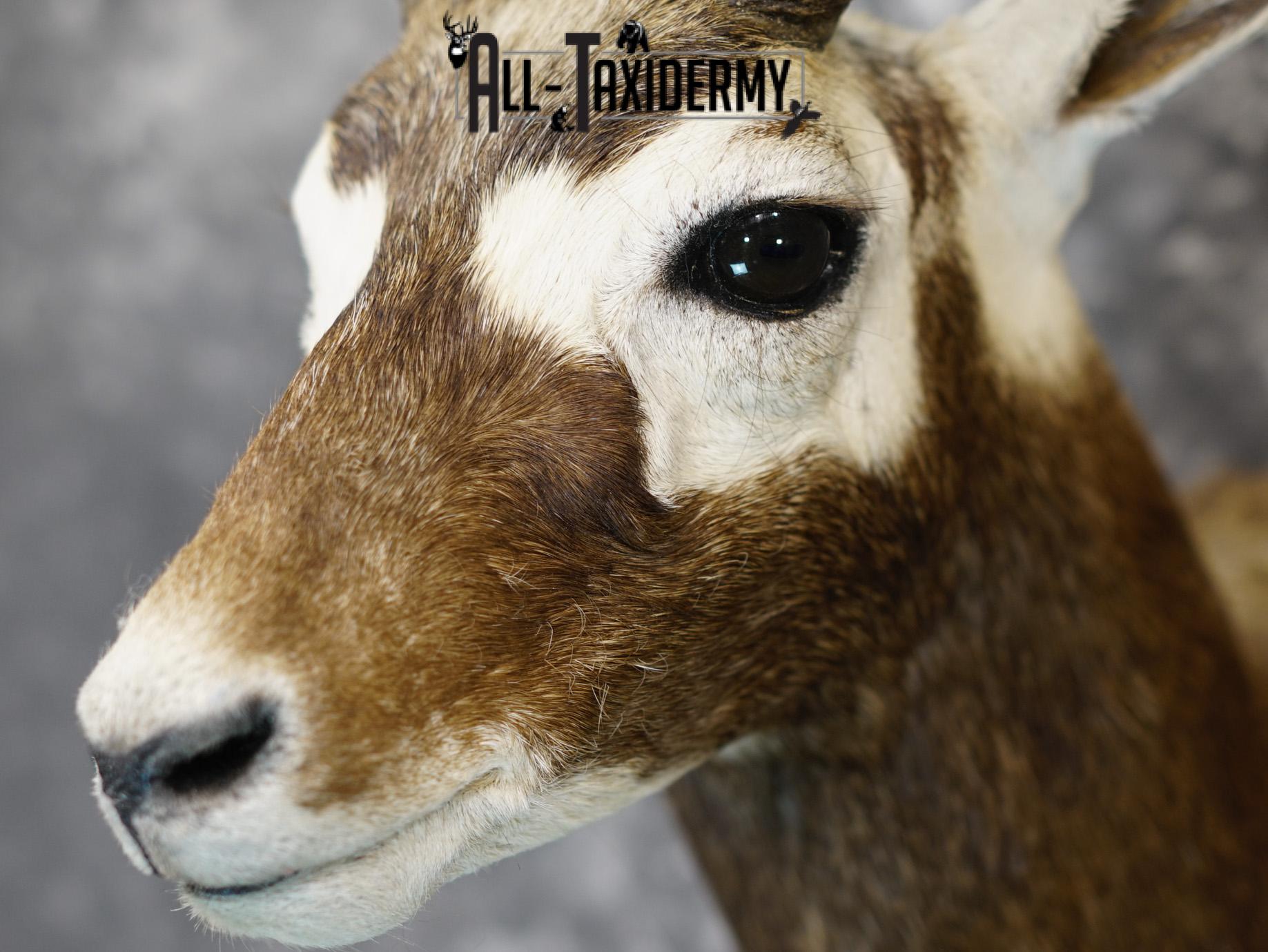 Black Buck Taxidermy Shoulder Mount GOLD for Sale SKU 2207 - Image 4