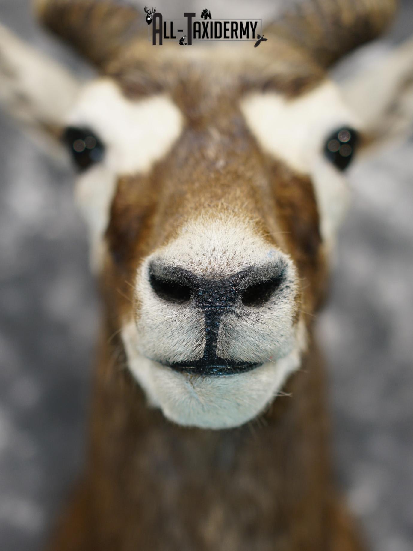 Black Buck Taxidermy Shoulder Mount GOLD for Sale SKU 2207 - Image 3