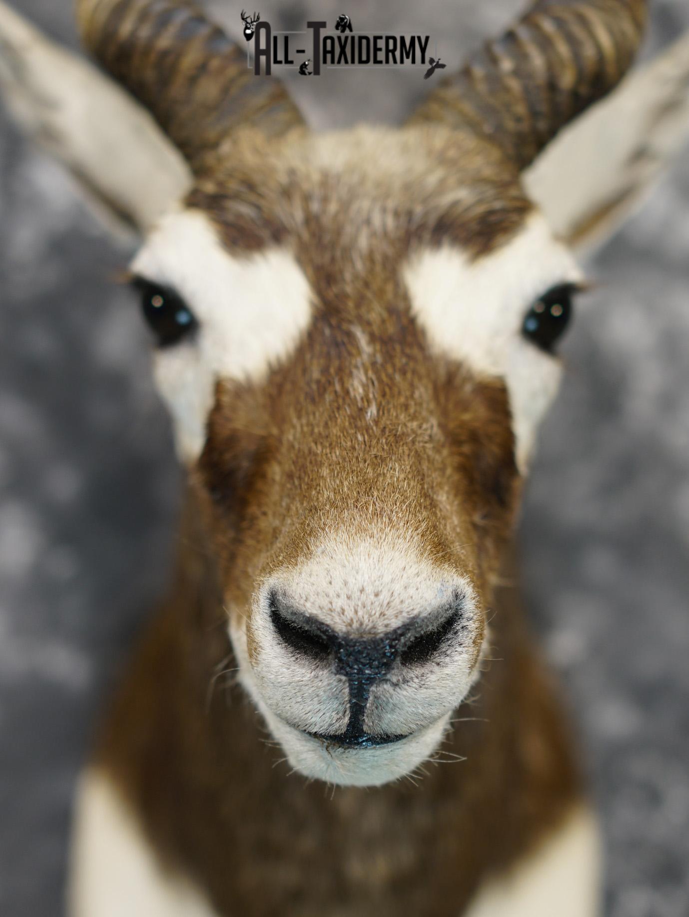 Black Buck Taxidermy Shoulder Mount GOLD for Sale SKU 2207 - Image 2