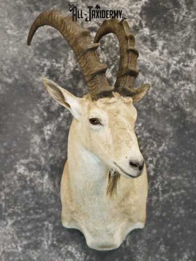 Siberian ibex taxidermy shoulder mount for sale SKU 2194