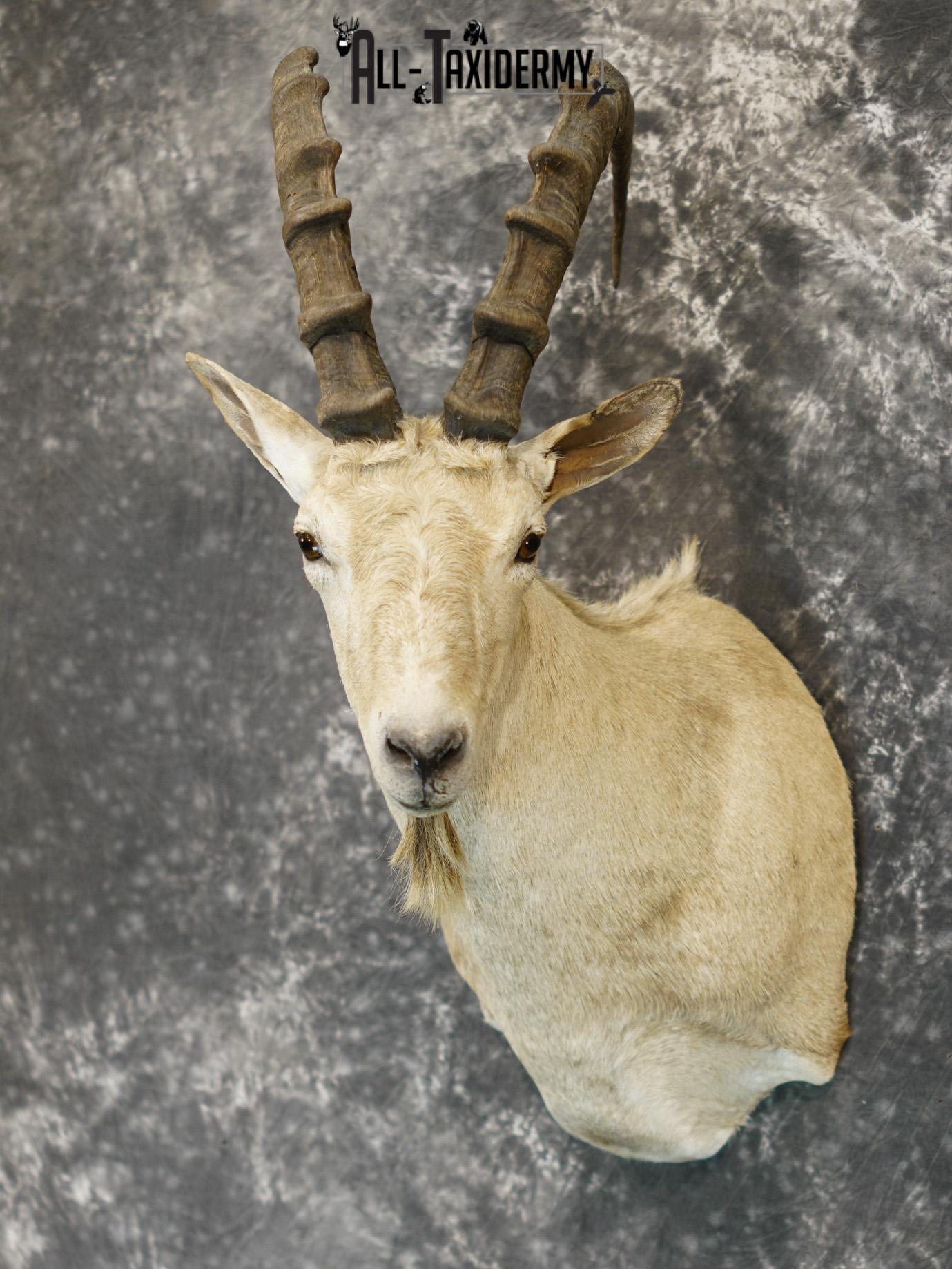 Siberian ibex taxidermy shoulder mount for sale SKU 2194 - Image 8