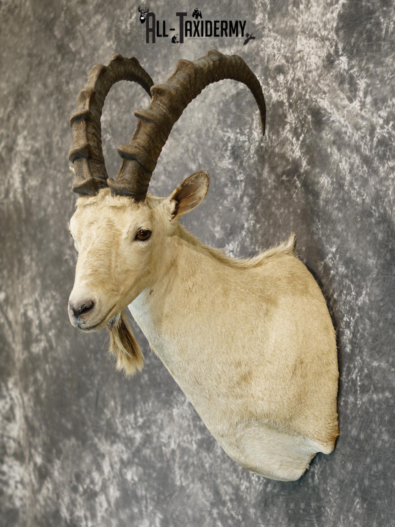 Siberian ibex taxidermy shoulder mount for sale SKU 2194 - Image 7