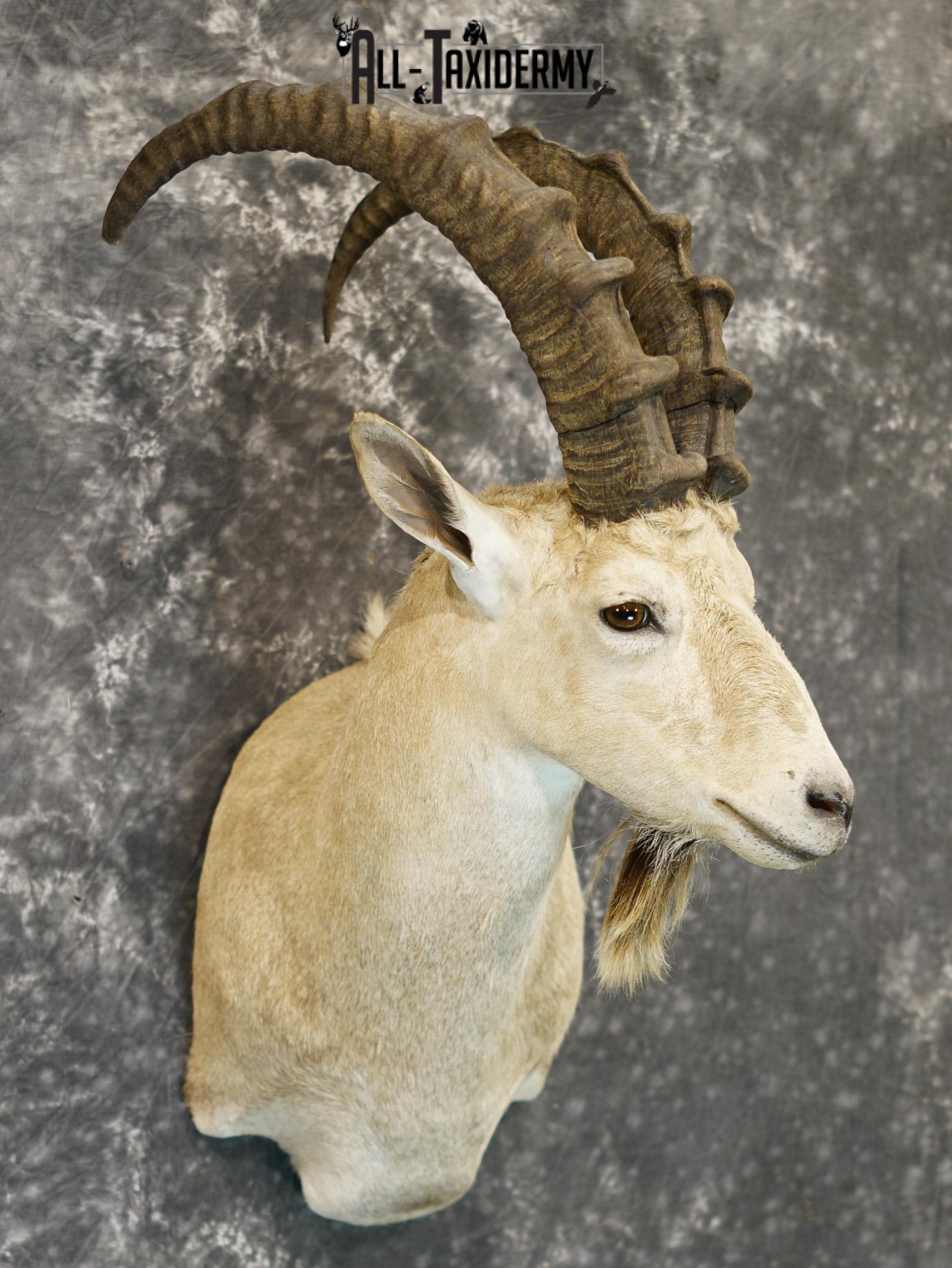 Siberian ibex taxidermy shoulder mount for sale SKU 2194 - Image 6
