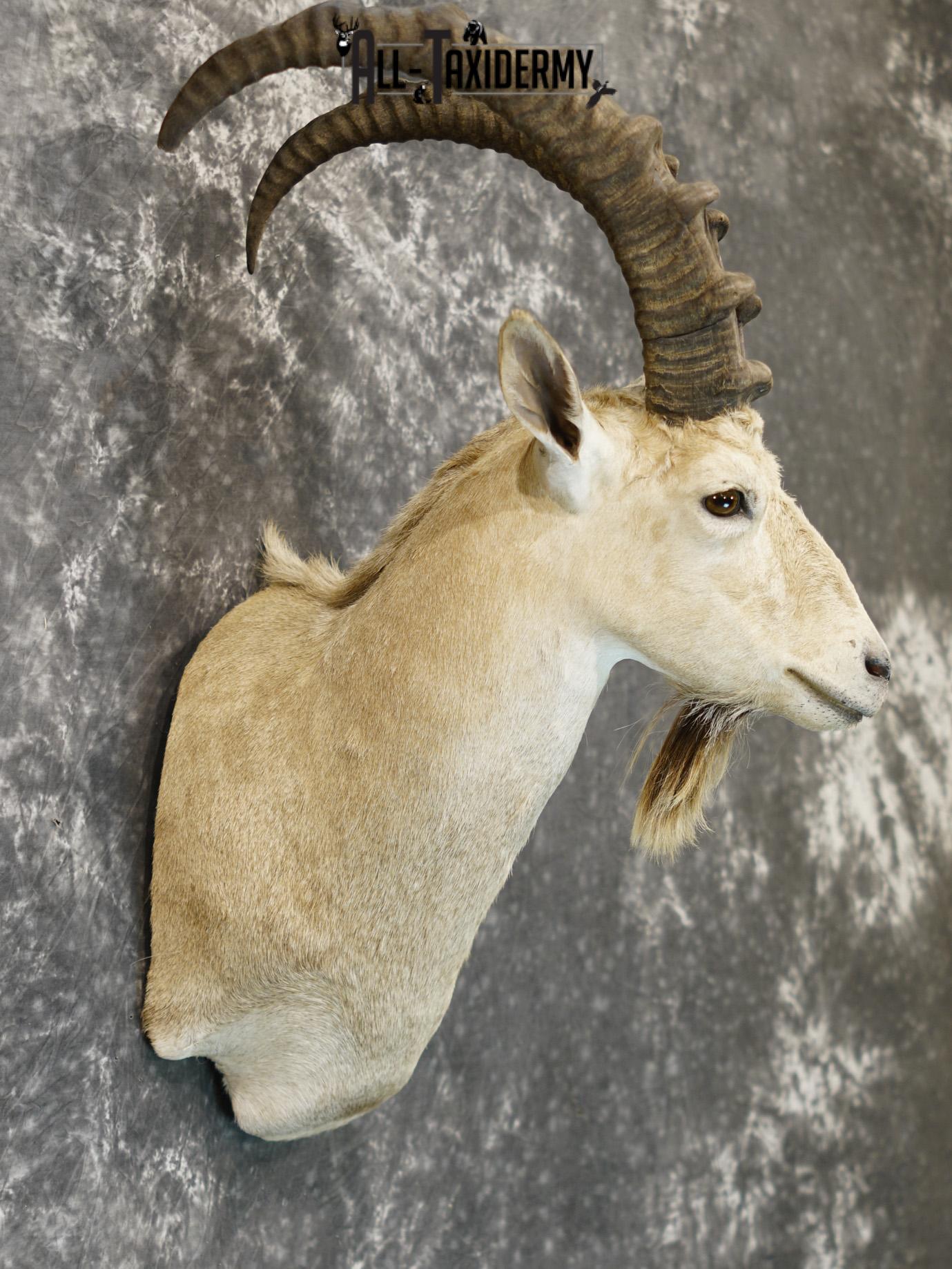 Siberian ibex taxidermy shoulder mount for sale SKU 2194 - Image 5