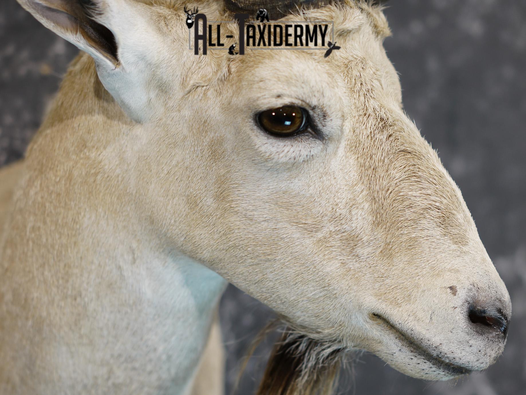 Siberian ibex taxidermy shoulder mount for sale SKU 2194 - Image 4