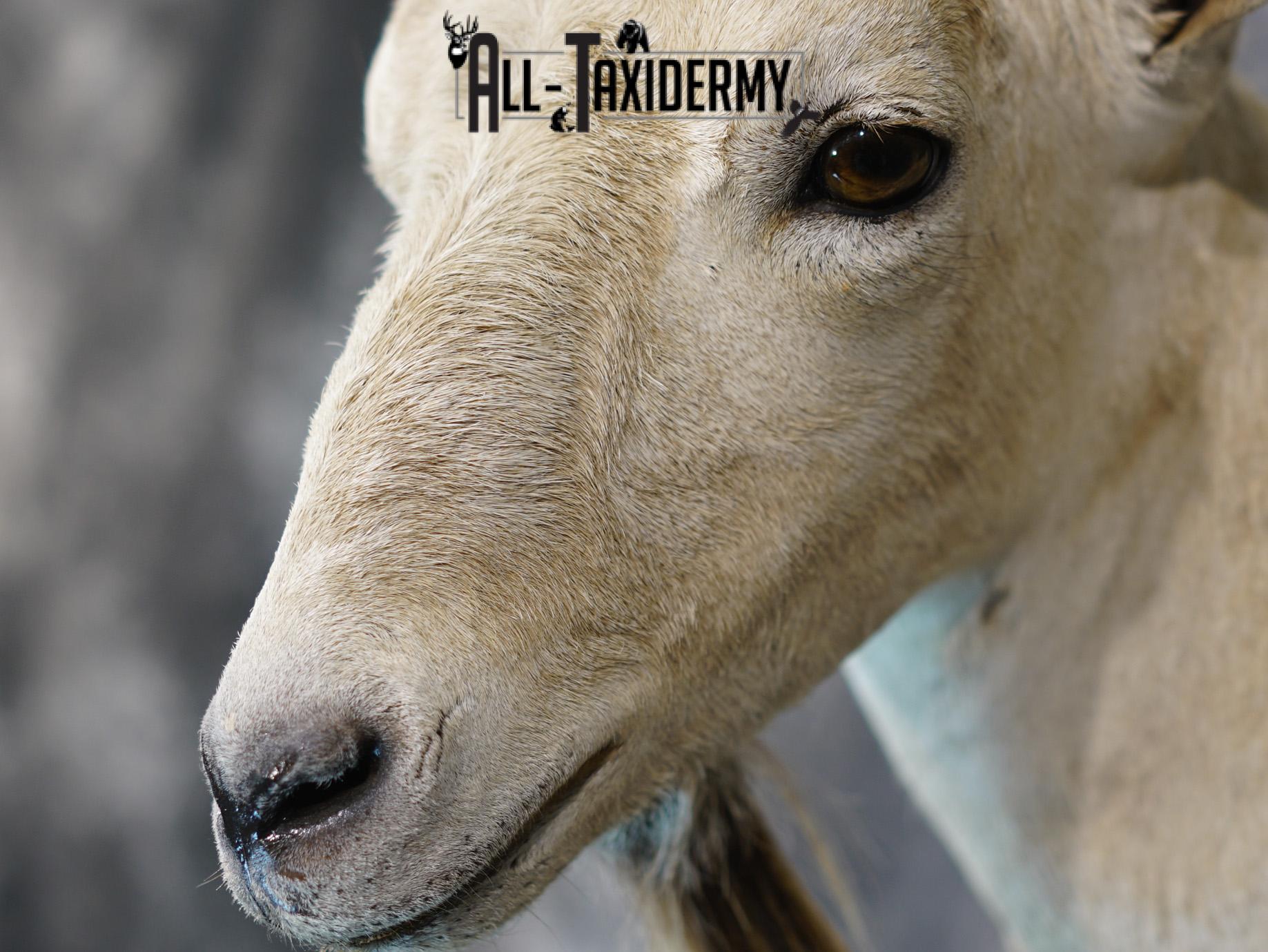 Siberian ibex taxidermy shoulder mount for sale SKU 2194 - Image 3