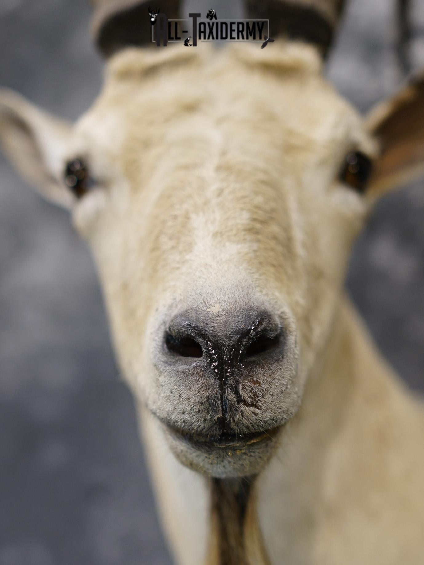 Siberian ibex taxidermy shoulder mount for sale SKU 2194 - Image 2