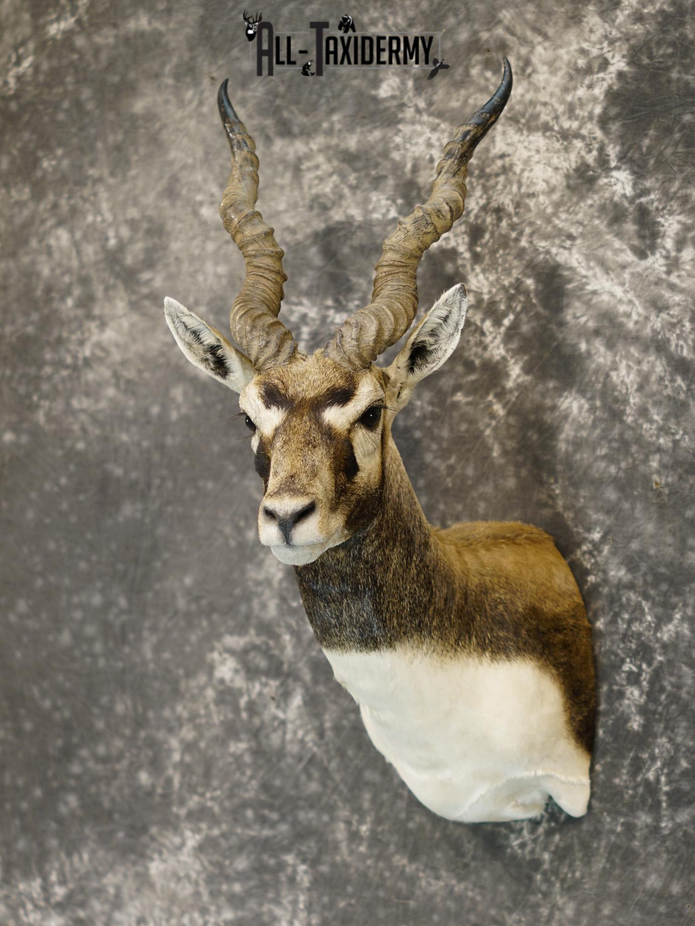 Black Buck Taxidermy Mount for sale SKU 2203 - Image 8