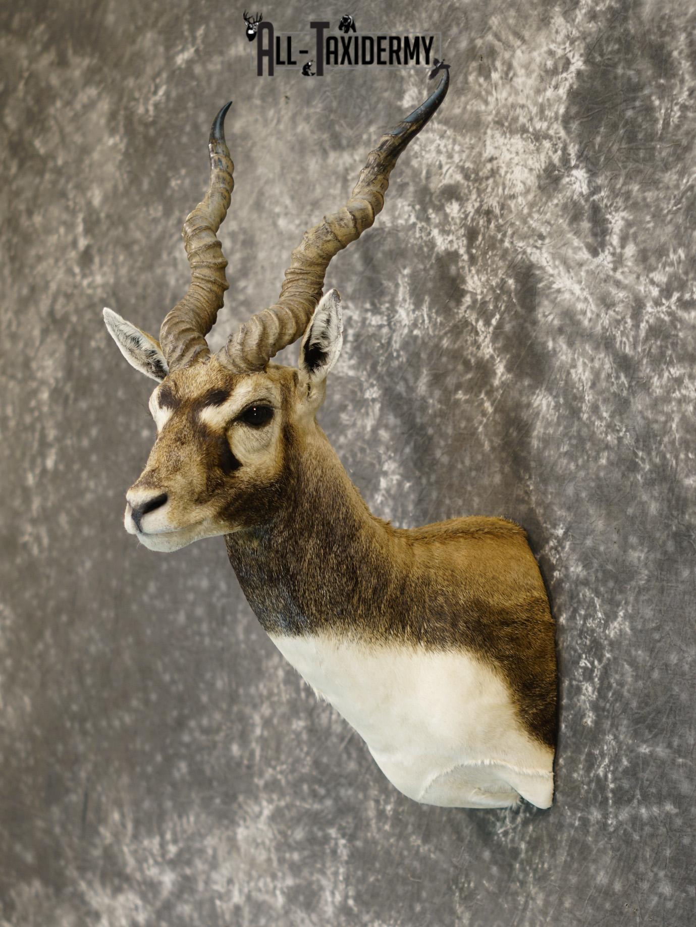 Black Buck Taxidermy Mount for sale SKU 2203 - Image 7