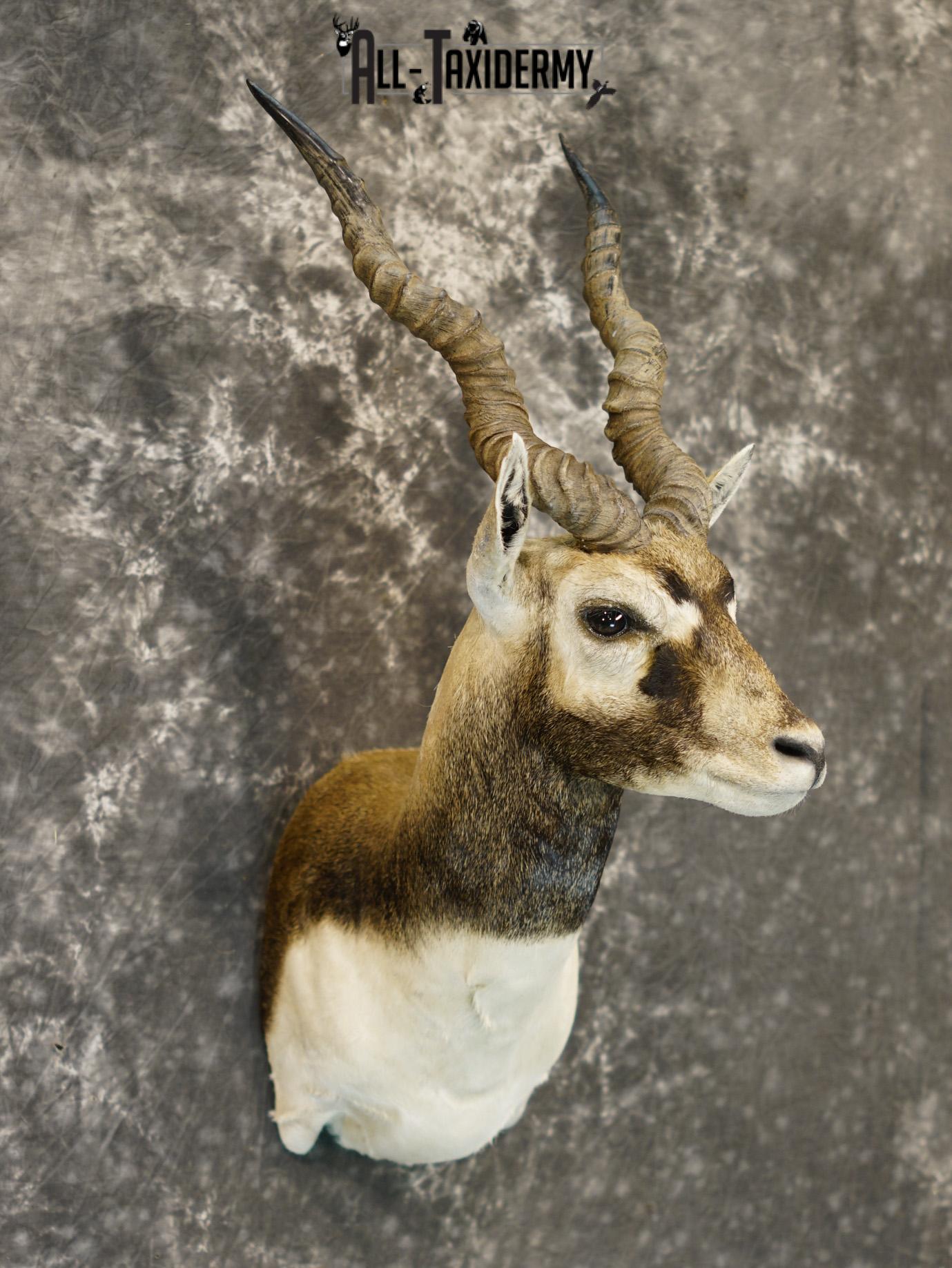 Black Buck Taxidermy Mount for sale SKU 2203 - Image 6