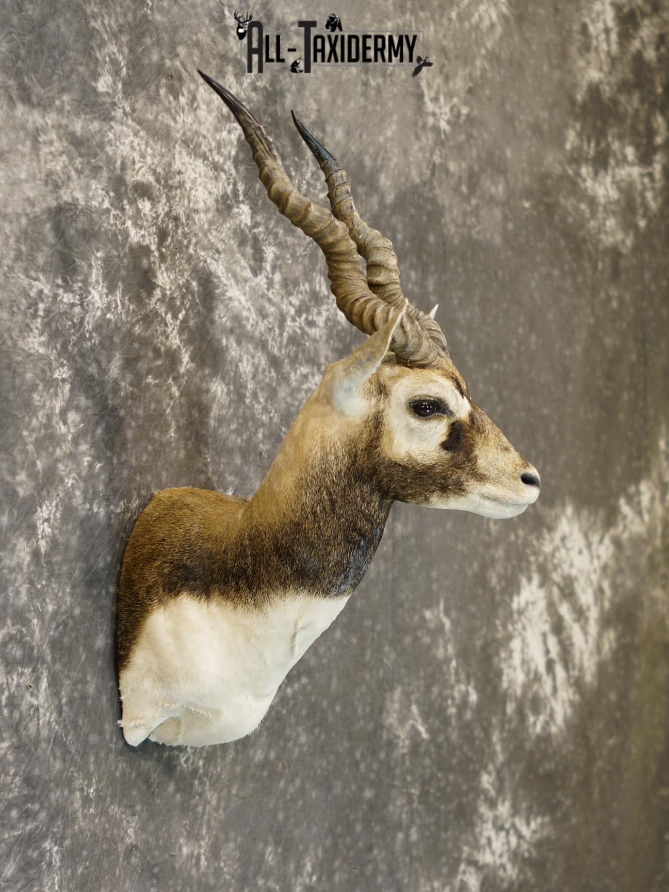 Black Buck Taxidermy Mount for sale SKU 2203 - Image 5