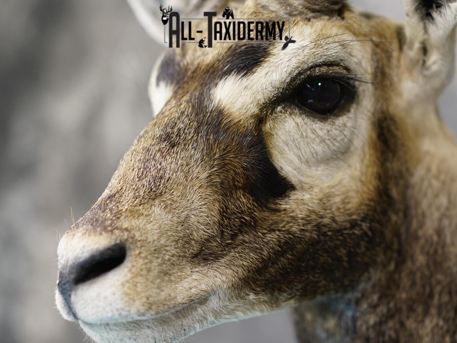 Black Buck Taxidermy Mount for sale SKU 2203 - Image 3