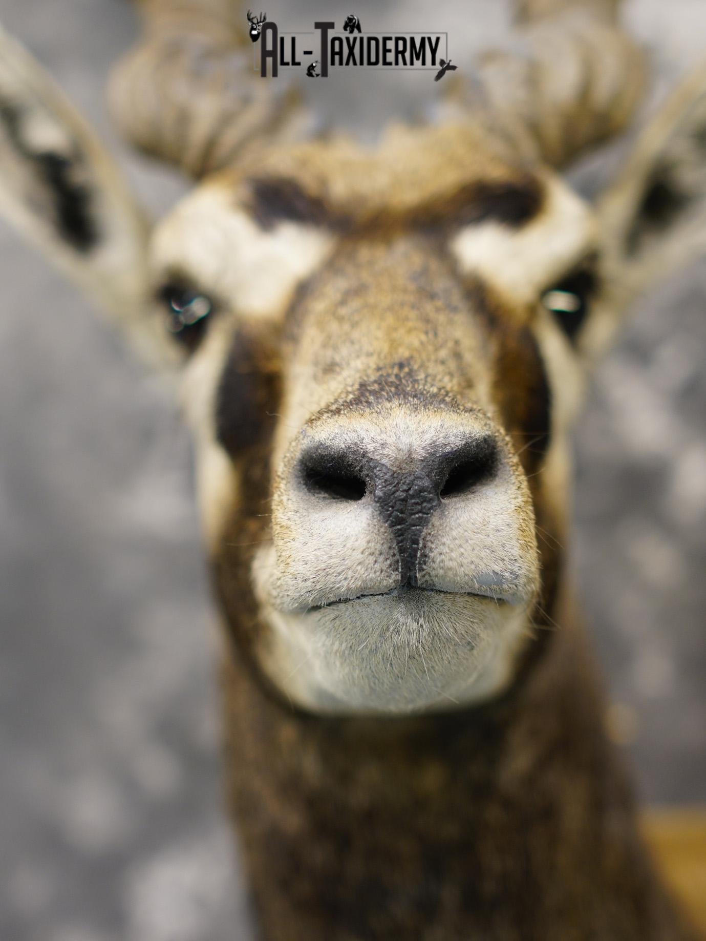 Black Buck Taxidermy Mount for sale SKU 2203 - Image 2