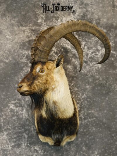 Nubian Ibex taxidermy shoulder mount for sale SKU 2185