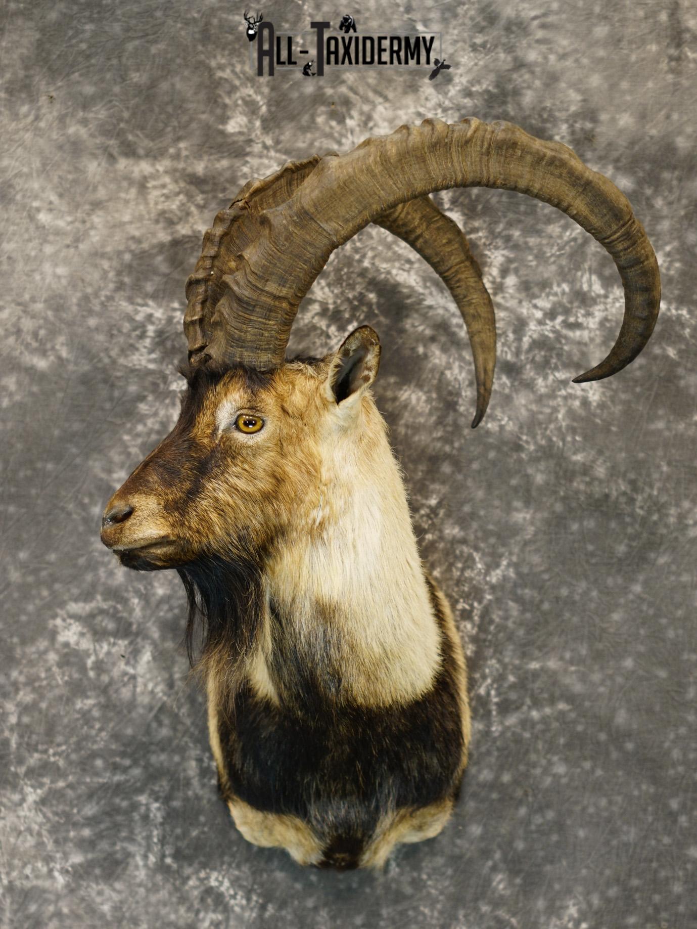 Nubian Ibex taxidermy shoulder mount for sale SKU 2185