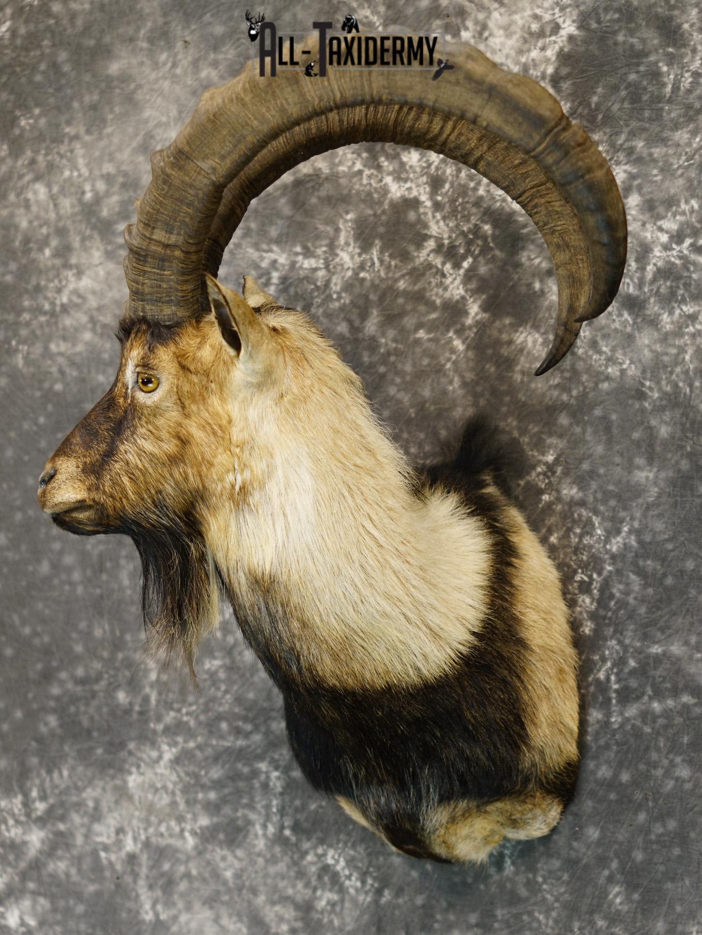 Nubian Ibex taxidermy shoulder mount for sale SKU 2185 - Image 8