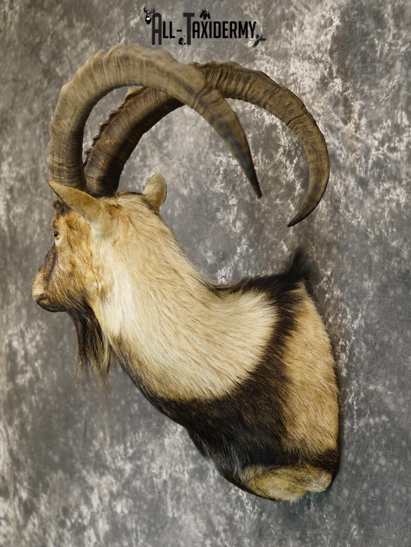 Nubian Ibex taxidermy shoulder mount for sale SKU 2185 - Image 7