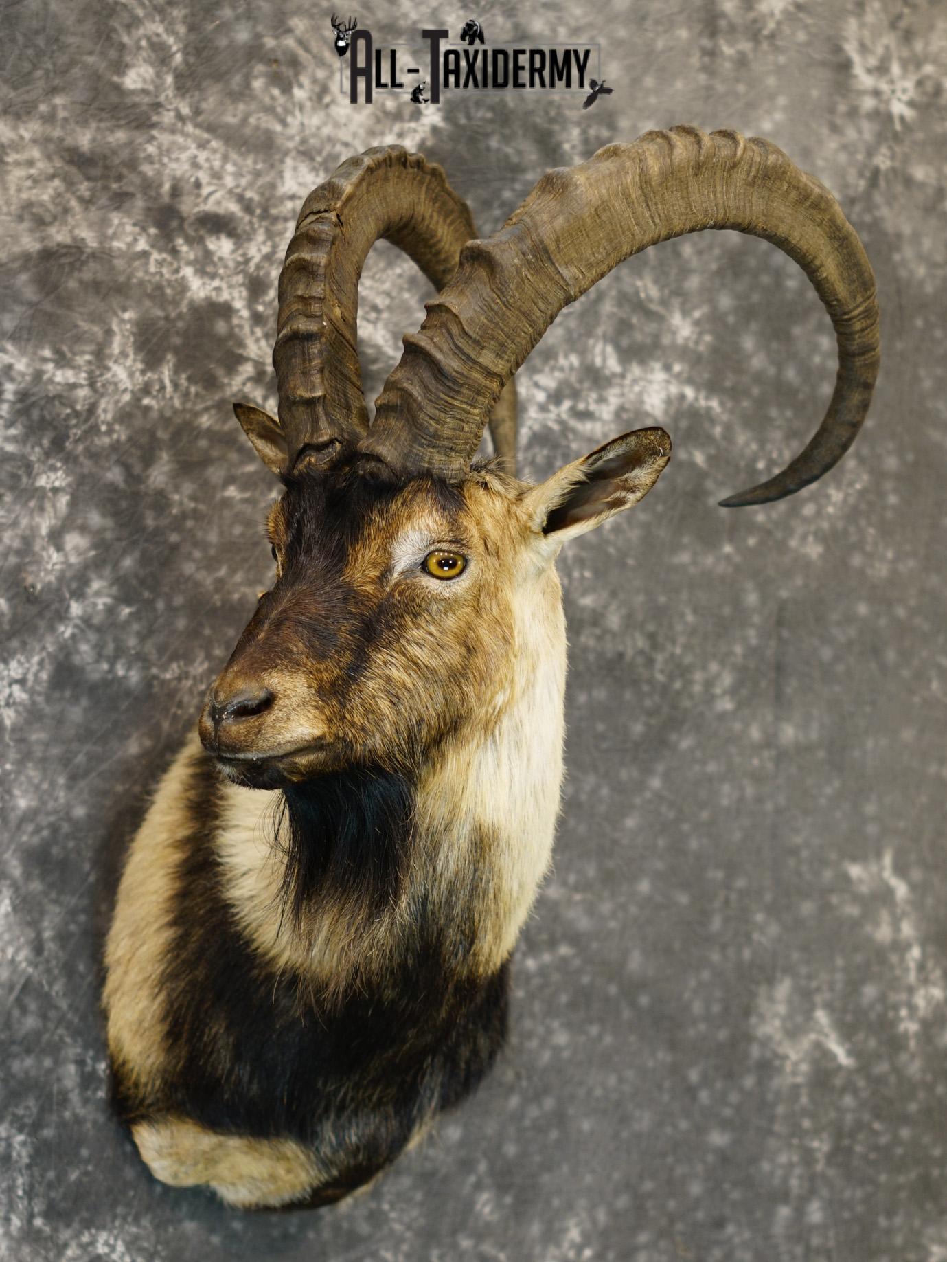 Nubian Ibex taxidermy shoulder mount for sale SKU 2185 - Image 6