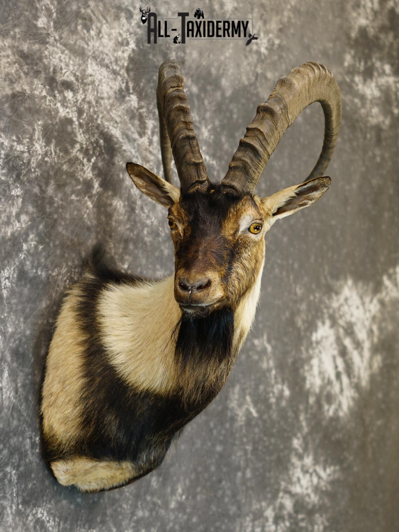 Nubian Ibex taxidermy shoulder mount for sale SKU 2185 - Image 5