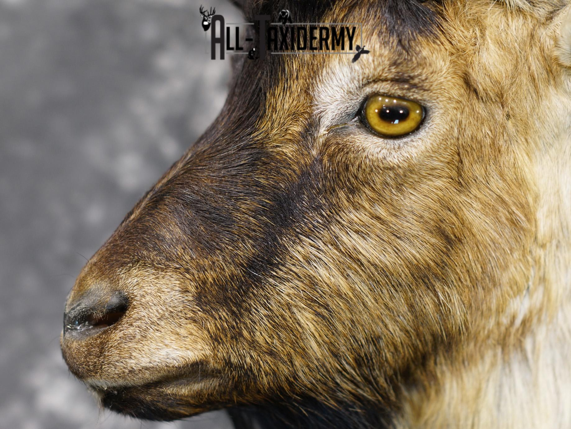 Nubian Ibex taxidermy shoulder mount for sale SKU 2185 - Image 4